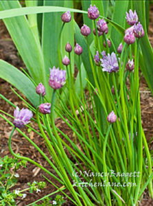 chives57crop72med copy