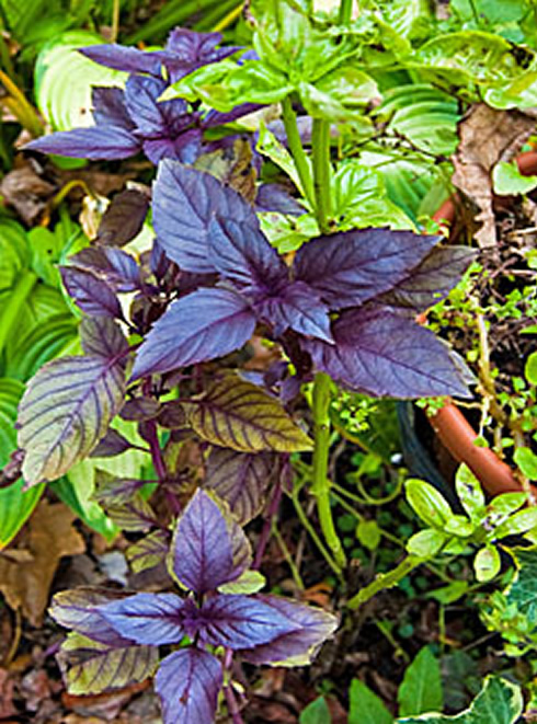 purple&greenbasil490