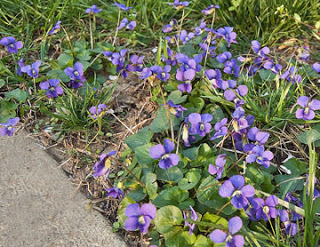 Naturally Colored Decorating Sugar (Using Edible Flowers)