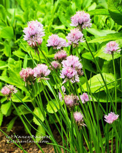 bloomingchives756crop-72_edited-2