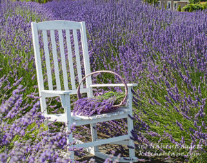 lavenderconnectionchair86472WM_edited-2