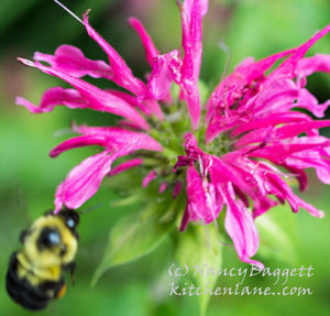 bee&beebalm895croptite72-WM_edited-2